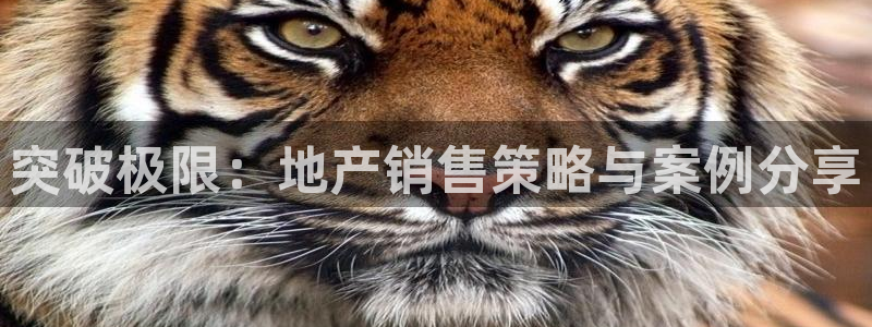 天狮娱乐指尖下载官网：突破极限：地产销售策略与案例分享